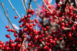 winter berry rain garden selection